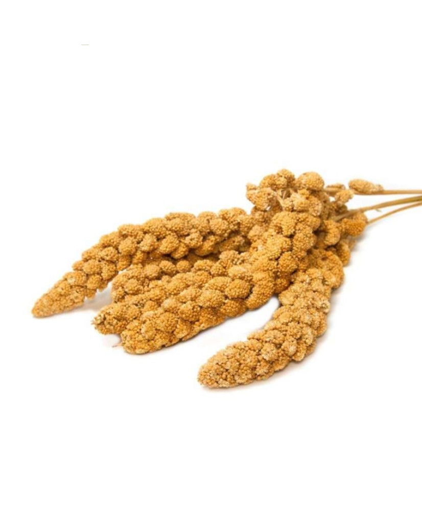 Franse trosgierst geel (Anjou) 1 kg