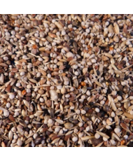 J. Koenings Chardonnerets & tarins n° 2