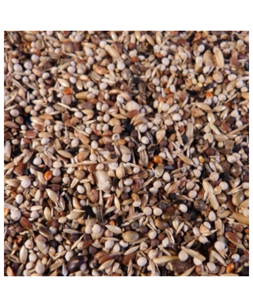 J. Koenings Chardonnerets & tarins n° 2