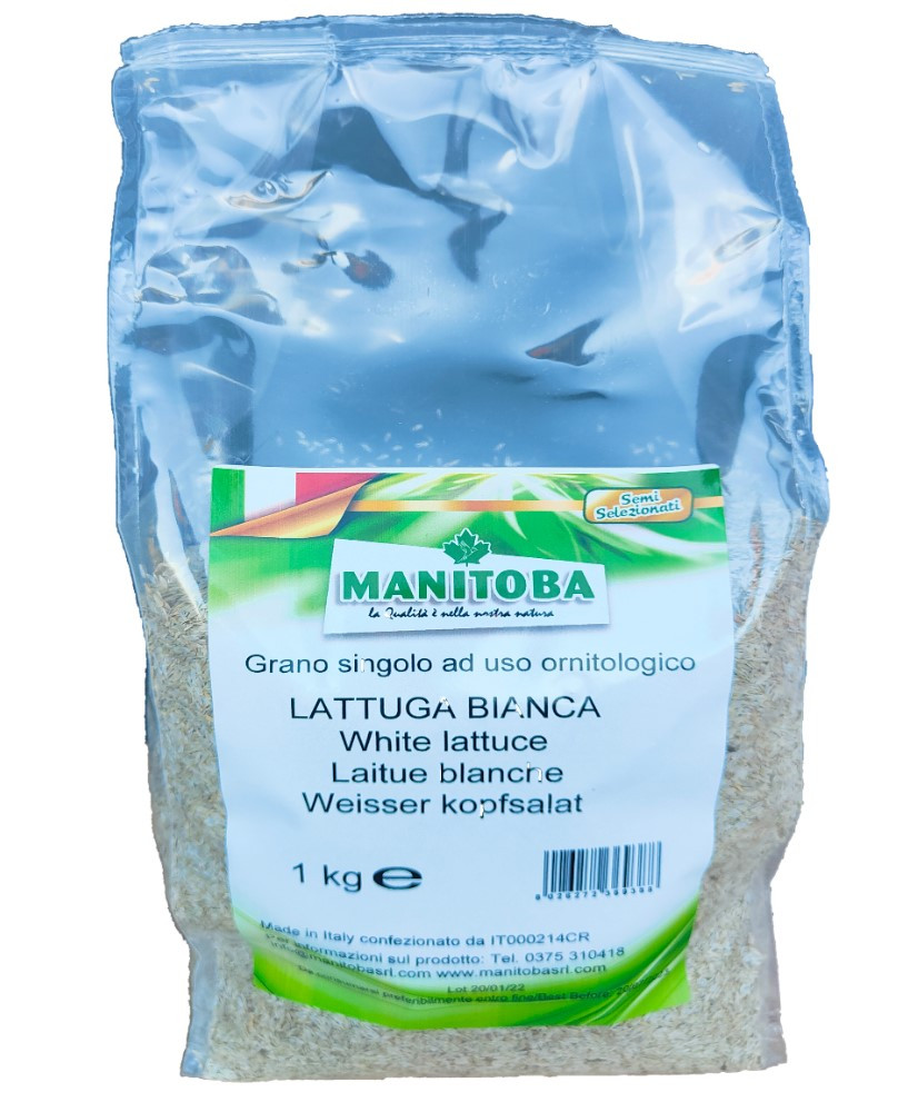 Laitue blanc 1 kg - Manitoba