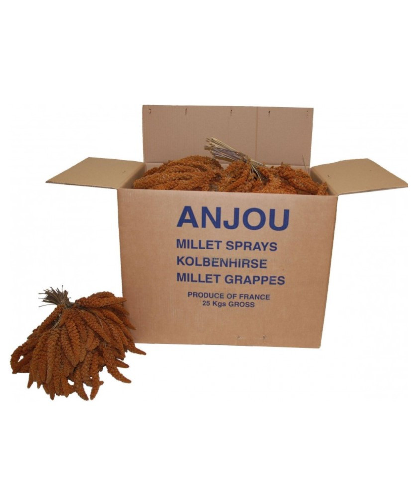 Franse trosgierst rood (Anjou) 20 kg Franse trosgierst rood (Anjou) 20 kg