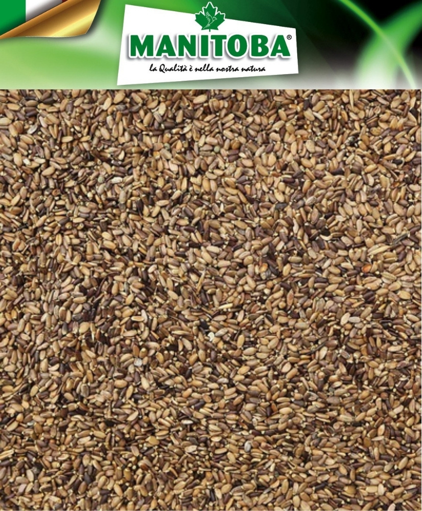 Mariadistelzaad 1kg -  Manitoba
