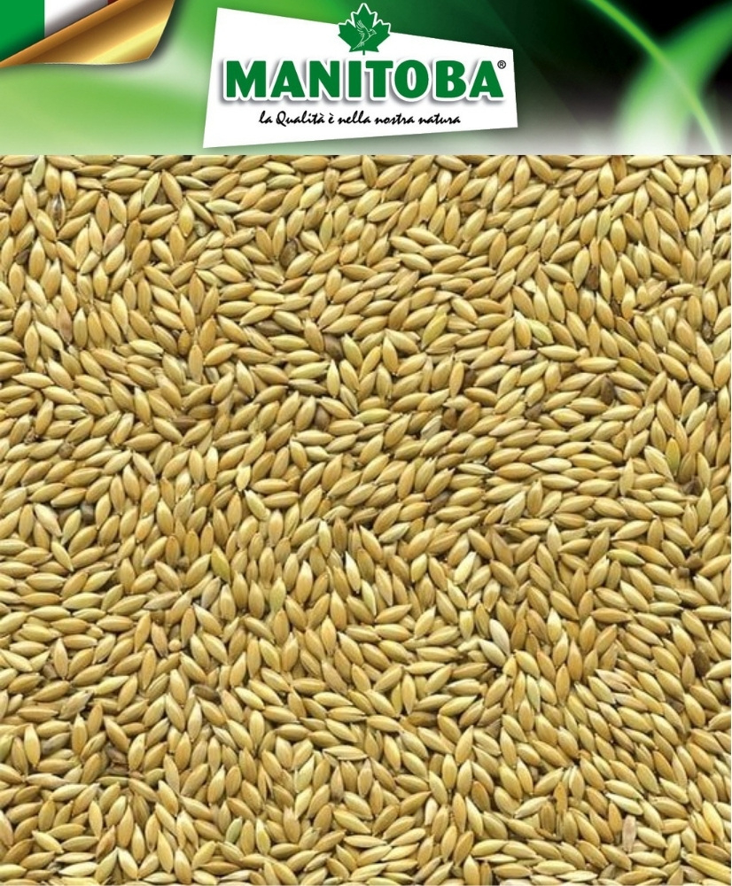 Plat witzaad 1kg - Manitoba