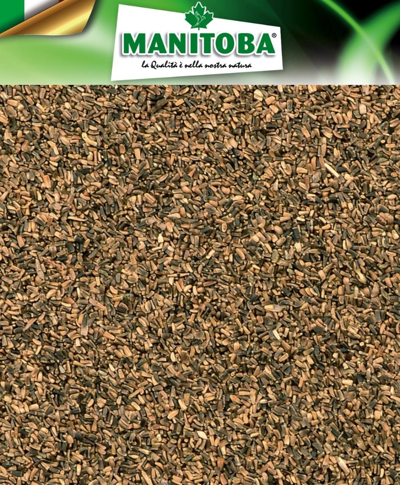 Cichorei 1kg -  Manitoba