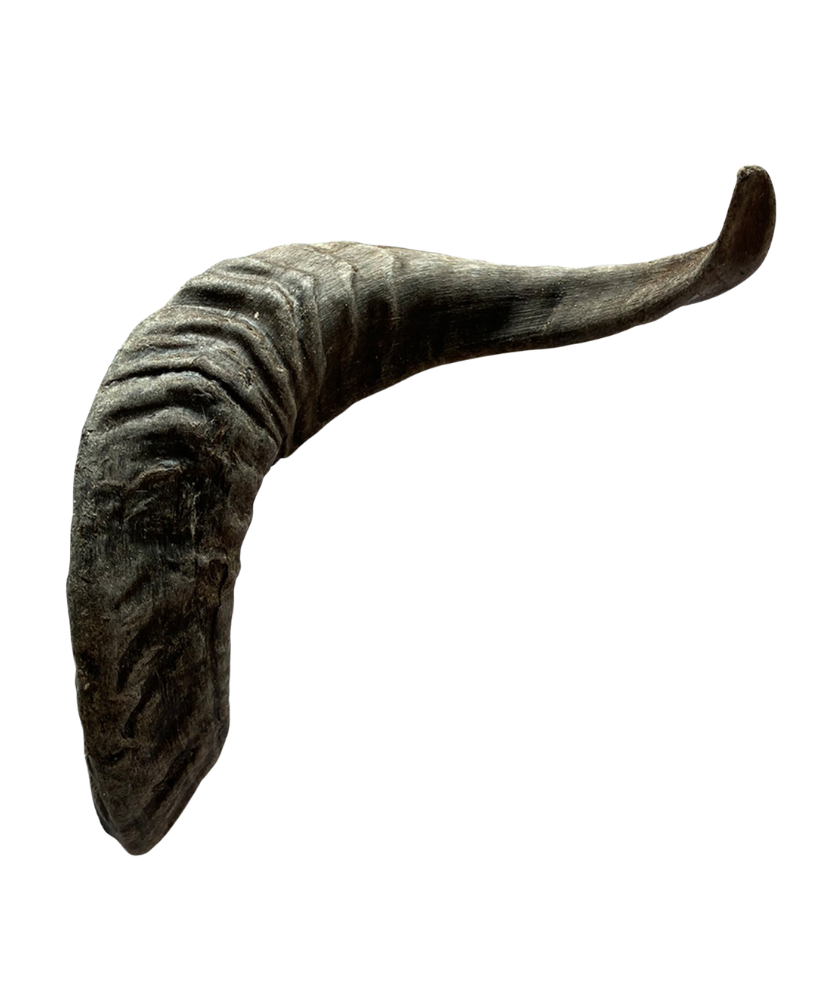 Schapenhoorn M (in vrac)