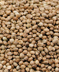 Chanvre monstre 1kg -...