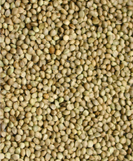 Chanvre 1 kg