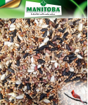 Manitoba American Redbird -...