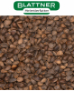 Graines de pin Aleppo doux grand - Blattner 1kg