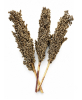 Witte Sorghum (Sneeuwwit)