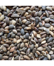 Dennenzaad aleppo 500g