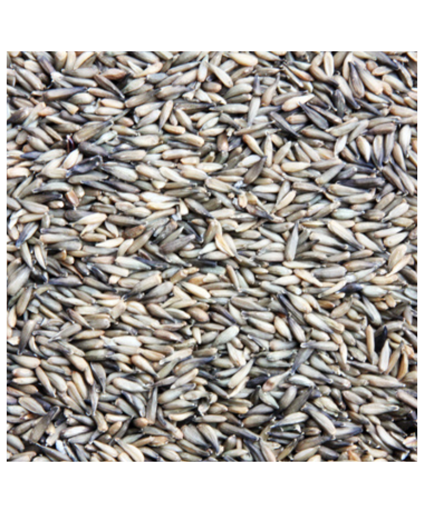 Zonnebloempitten micro (Manitoba) 1kg