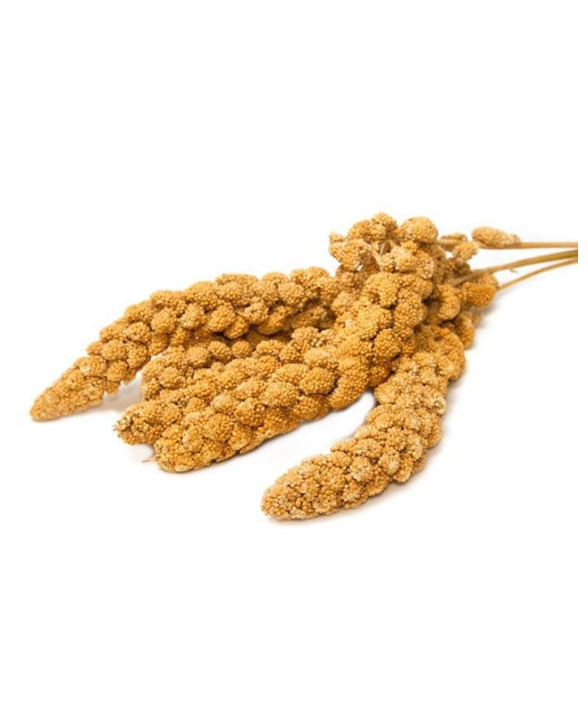 Millet jaune en grappes (français) 25kg