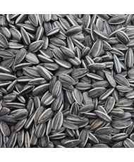 Zonnebloempitten gestreept...